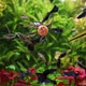 Planted Aquarium And Guppy Fish - VideoHive Item for Sale
