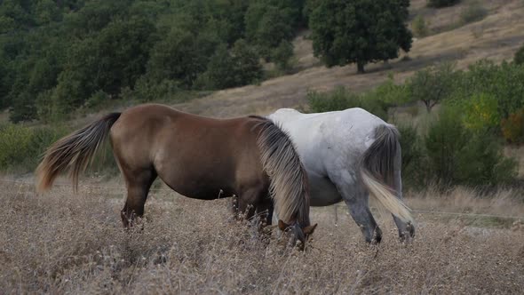 Two Horses On The Dry Lawn Slow Motion 2