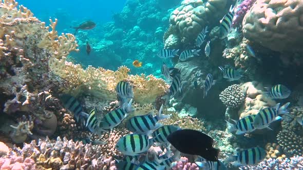 Tropical Coral Reef