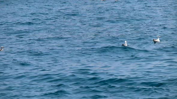 Seagulls on the Sea