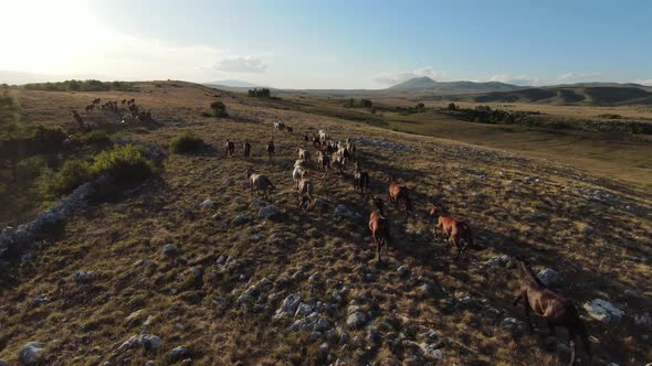 Aerial Fpv Drone Shot of a Herd of Wild Horses Running on a Green Spring Field at the Sunset