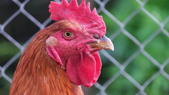 Closeup Portrait of a Chicken Macro