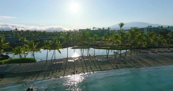 Palm Trees On Beach