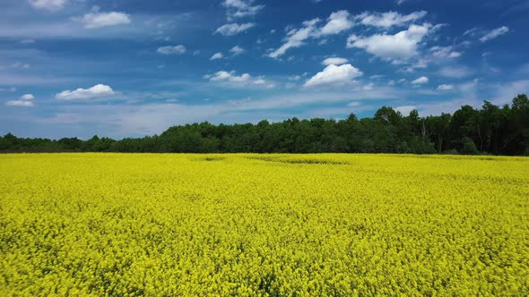 Yellow Rapeseed Field Panorama with Beautiul Sky Aerial View