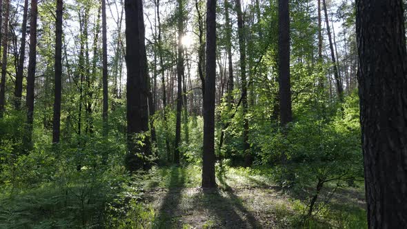 Wild Forest Landscape on a Summer Day