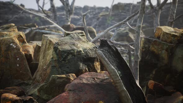 Lava Stone Field with Dead Trees and Plants