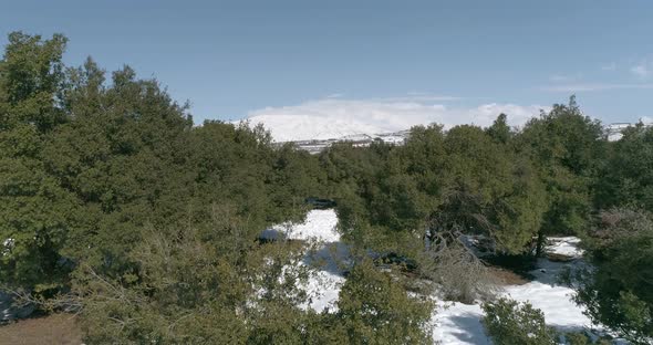 Aerial view of trees in a field covered in winter, Golan Heights, Israel.