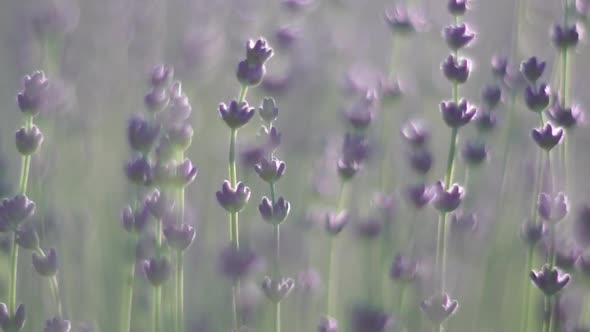 Lavender Flower Spring Background with Beautiful Purple Colors and Bokeh Lights
