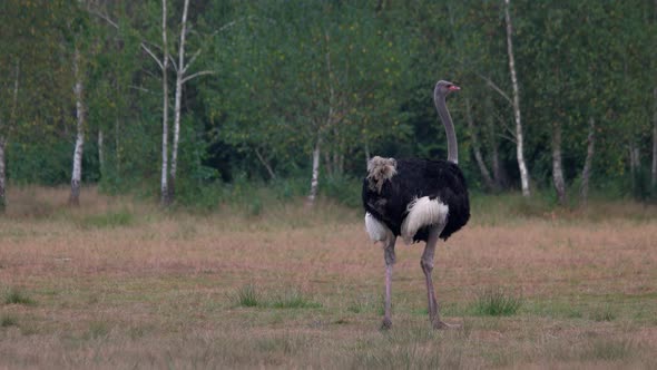 Ostrich Walking on the Field.