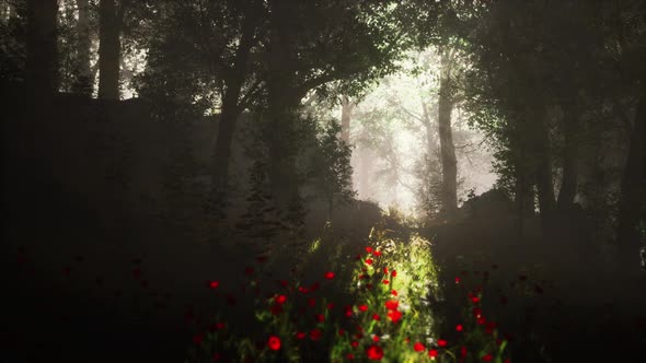 Sunbeams Entering Forest on a Misty Autumnal Morning