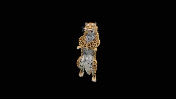 66 Leopard Dancing HD