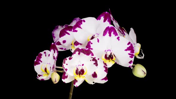 Blooming White - Magenta Orchid Phalaenopsis Flower