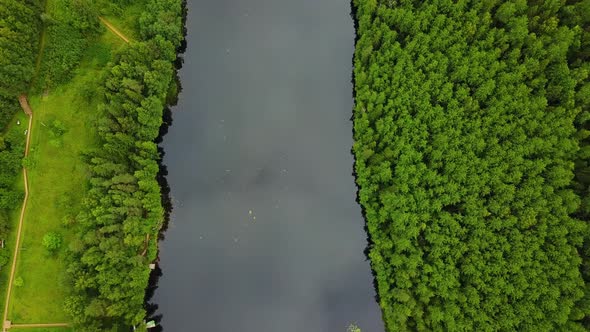 Forest Trees And River From Above