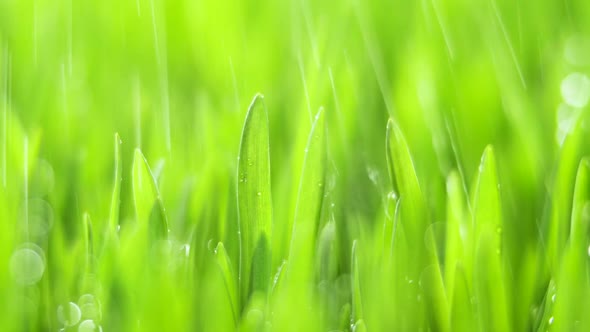 Fresh Green Grass with Rain Drops Field of Young Wheat Rye Closeup Nature Macro