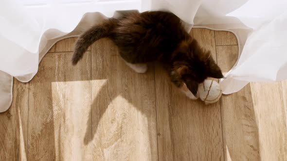 Striped Grey Kitten Playing with Ball in the Sunlight