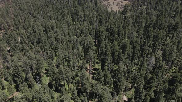 Sequoia Big Trees Californian National Park