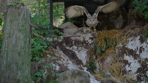 closeup 1080p video of a male Siberian eagle owl, a large bird of prey, flying in ultra slow motion