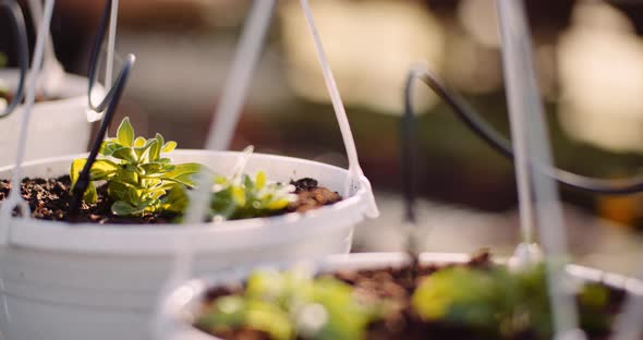 Agriculture - Flower Seedlings in Greenhouse