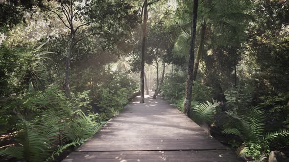 Wooden Pathway Leading Through the Dense Forest in National Park