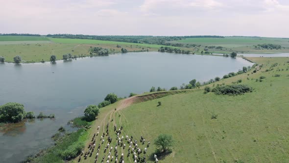 Shepherd leads herd of cows to watering place at lake, aerial drone view