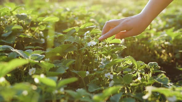 Woman Hands Takes Care of a Strawberry Bush