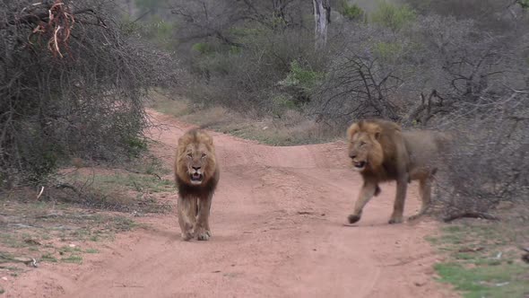 Two male lions walk on dirt road in African bushland, close view