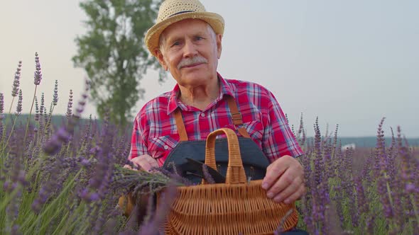 Senior Farmer Worker Grandfather Man in Organic Field Growing Gathering Purple Lavender Flowers