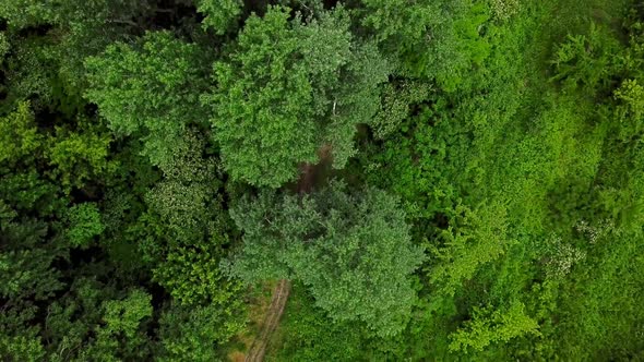 Drone's Eye View -  Aerial Top Down View of Fly Over Trees Pine