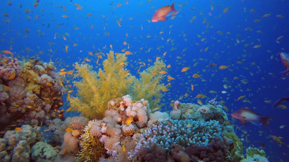 Beautiful Tropical Coral Garden