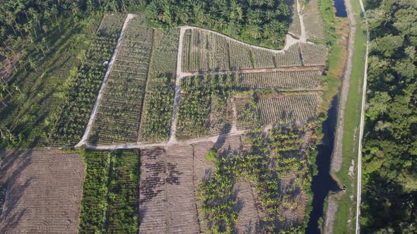 Aerial top down view banana tree plantation in rural farm