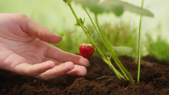 Touching of Ripe Red Strawberry on Sprout Hand Holding Little Seedling Growing with Berry in Ground