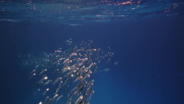 FishBowl of Indian Mackerel Silversides Hiding Behind Secret Rocks Under Sun Shine and Beams