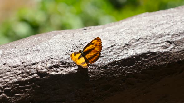 Black and Orange Butterfly in Nature Forest Sitting on Railing in National Park