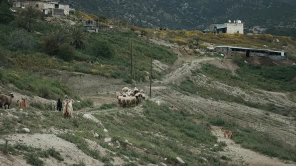 Flock of Sheep, Goat and Cattle Crossing Mountain Walkway through Villages with Sheep Dogs in slowmo