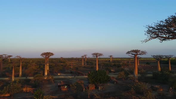 Avenue Of The Baobabs Morondava Madagascar 31