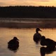 Family of wild ducks on the background of sunset sky - VideoHive Item for Sale