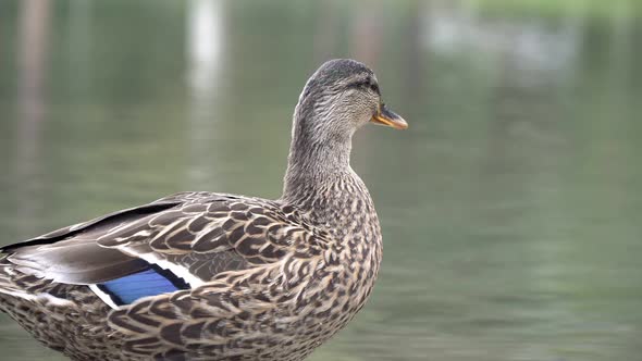 Wild Duck Closeup
