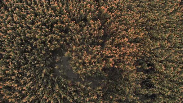 AERIAL: Slowly Lifting Up in the Air Over the Reeds