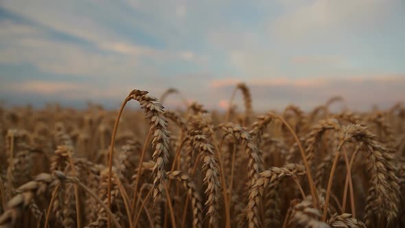 Field of Wheat and Beautiful Sky with Pink Clouds