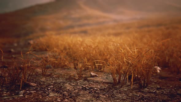 Golden Rocks and Grass in Mountains