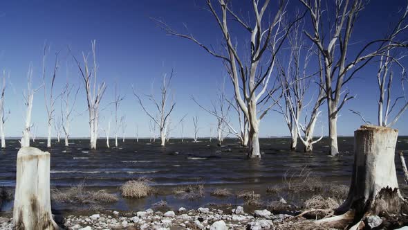 Dead Trees Due to Raised Water Level in Epecuen, Argentina.