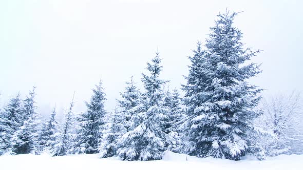 Beautiful Winter Landscape