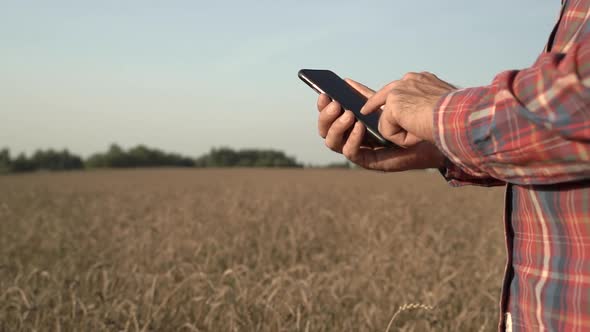 Farmer with Smartphone in His Hand Against the Background of a Wheat Field During the Harvest