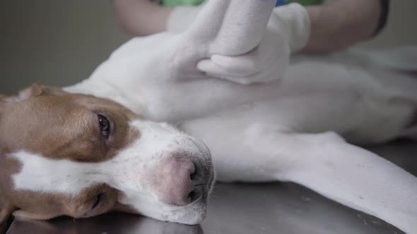 Beautiful English Pointer Dog Portrait in Veterinary Clinic Lie Down on the Back. Veterinarian Woman