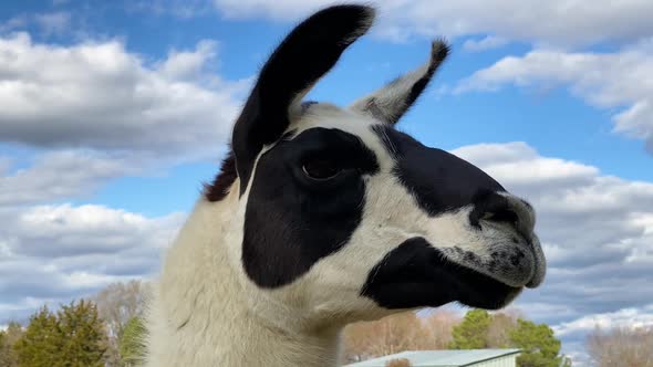 Cute Alpaca Moving Its Head on a Cloudy Bright Day, Close Up View