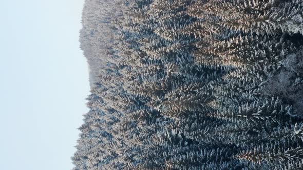 Aerial flyover above snow covered trees of mountain forest. Vertical video