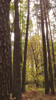 Vertical Video Autumn Forest with Trees By Day