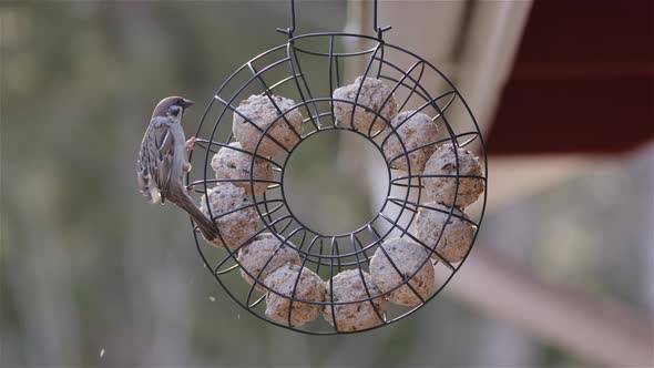 Eurasian tree sparrow next to fat balls in bird feeder, slow motion medium shot