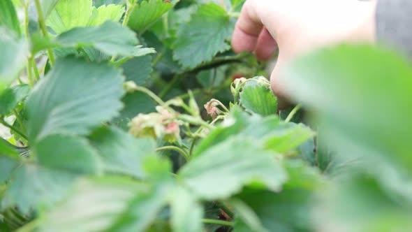 Farmer Picking Fresh Red Strawberries Organic Strawberry Field