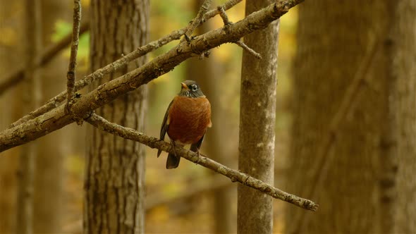American Robin Bird Perch On Tree Branch In Forest. - close up